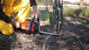 Best Arborist Consultation Services  in Oregon, WI