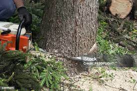 Best Stump Grinding and Removal  in Oregon, WI