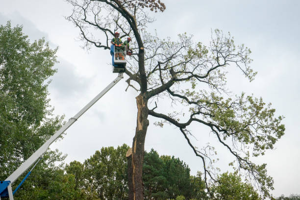 How Our Tree Care Process Works  in  Oregon, WI