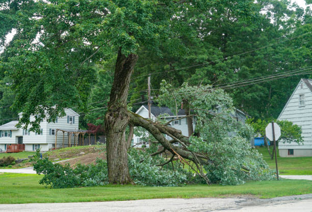 Best Tree Mulching  in Oregon, WI