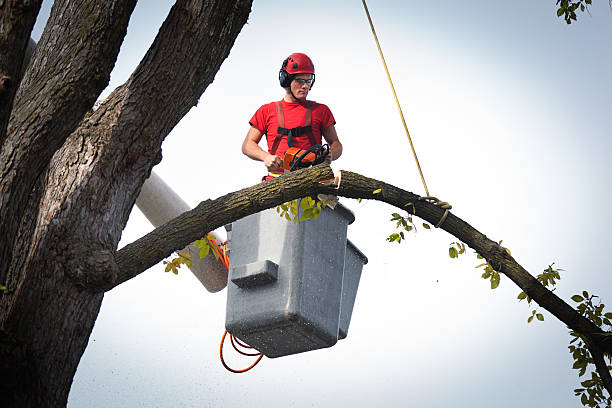 Best Hedge Trimming  in Oregon, WI