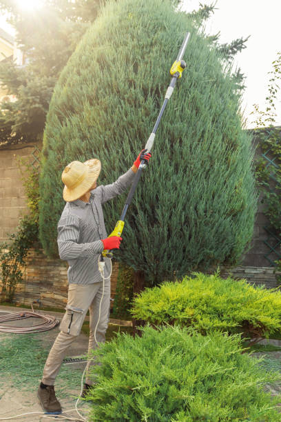 Best Lawn Renovation and Restoration  in Oregon, WI