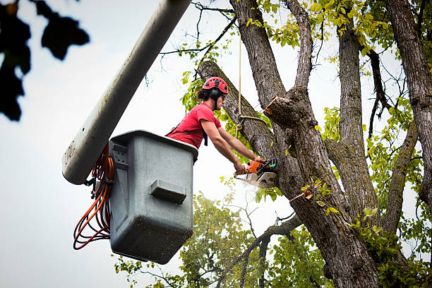 Best Seasonal Cleanup (Spring/Fall)  in Oregon, WI