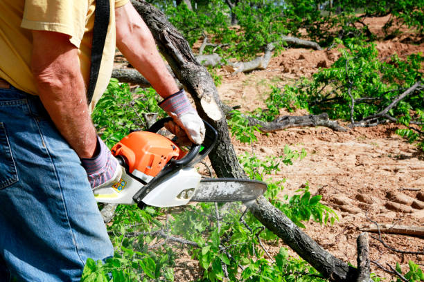 Best Emergency Tree Removal  in Oregon, WI
